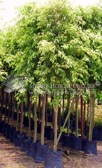 Ficus Nitida Gold